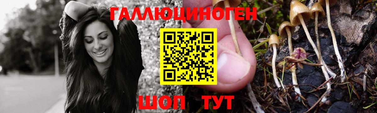 Черногорск  Псилоцибиновые грибы Psilocybine cubensis  Вход с VPN 